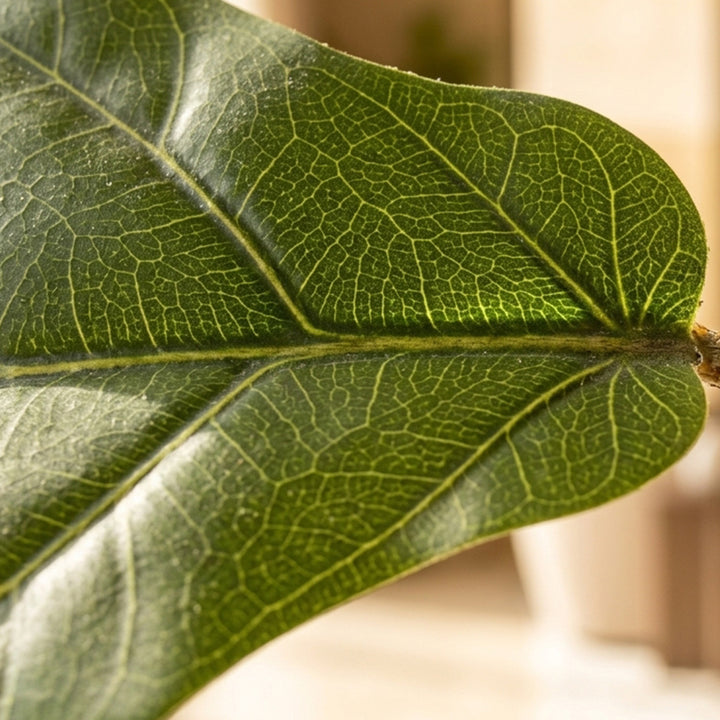 FIDDLE  ARTIFICIAL PLANT