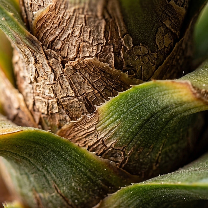 AGAVE ARTIFICIAL PLANT 