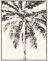 فايرفلاي لوحة ظلال النخيل  مع إطار  - 60 × 80 سم