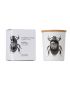Vila hermanos insect scarabeus sacer candle in jar 75gr wood wick