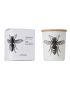 Vila hermanos insect calabrone candle in jar 75gr wood wick